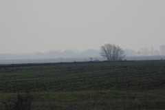 Anser albifrons albifrons