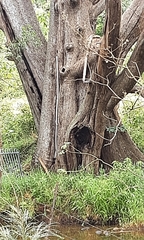Casuarinaceae