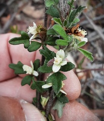 Xanthosia stellata