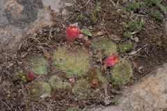 Aylostera fiebrigii