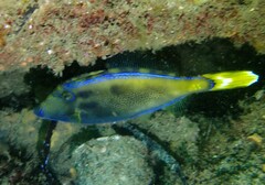 Meuschenia trachylepis