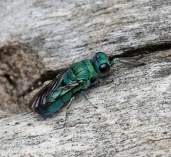 Primeuchroeus