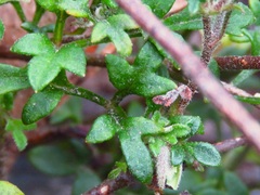 Xanthosia stellata