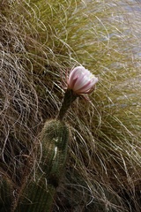 Trichocereus schickendantzii