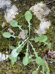 Centaurea melitensis