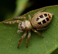 Opisthoncus sexmaculatus