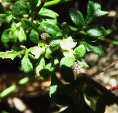 Xanthosia stellata