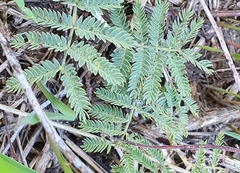 Prosopis farcta