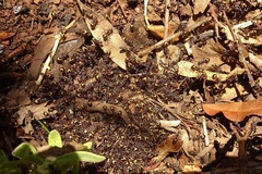 Dolichoderus doriae