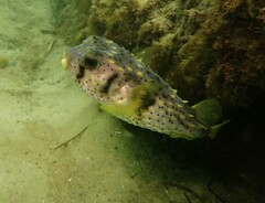 Dicotylichthys punctulatus