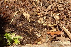 Dolichoderus doriae