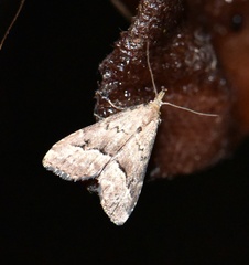 Schrankia taenialis