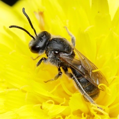 Lasioglossum
