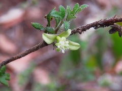 Xanthosia stellata