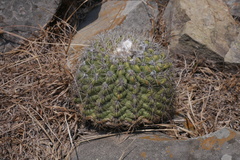 Echinopsis mamillosa