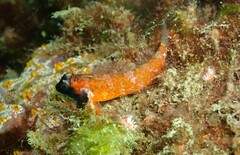 Enneapterygius atrogulare