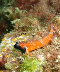Enneapterygius atrogulare