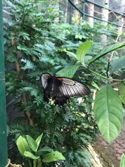Papilio lowii