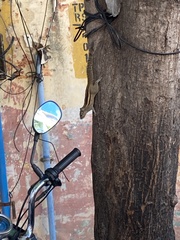 Funambulus palmarum