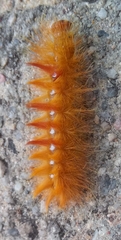 Acronicta aceris