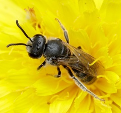 Lasioglossum