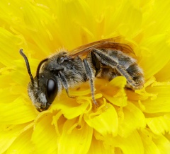 Lasioglossum