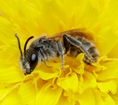 Lasioglossum