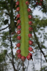 Pfeiffera monacantha