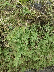 Selaginella moellendorffii