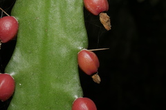 Pfeiffera monacantha