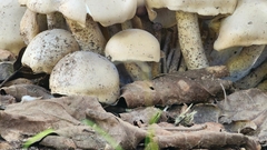 Macrocybe