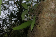 Pfeiffera monacantha