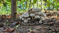 Macrocybe