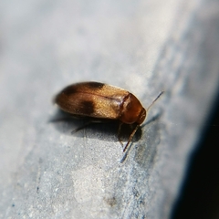 Anaspis maculata