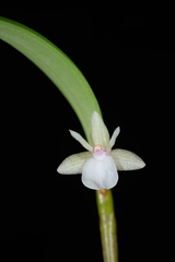Dendrobium parietiforme