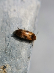 Anaspis maculata
