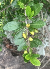Erythroxylum emarginatum