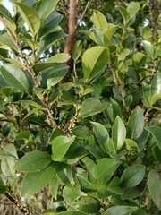 Eurya crenatifolia