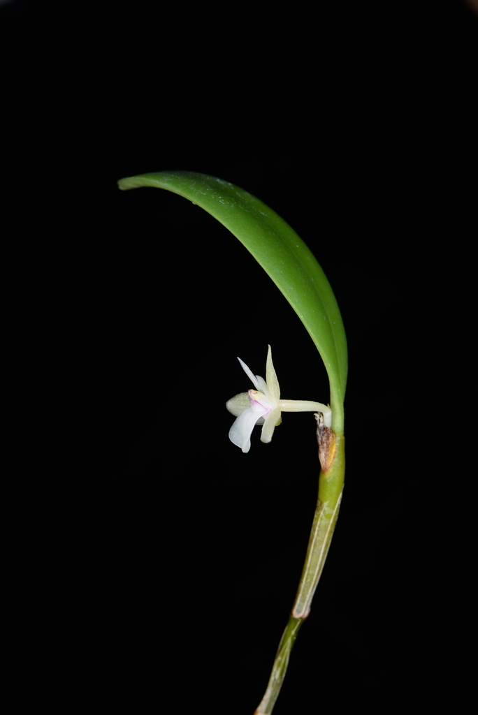 Dendrobium parietiforme J.J.Sm. 2