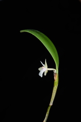 Dendrobium parietiforme