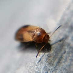 Anaspis maculata