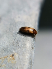 Anaspis maculata