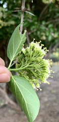 Canthium armatum