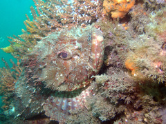 Scorpaena jacksoniensis