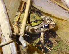 Platyplectrum fletcheri