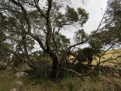 Eucalyptus phenax