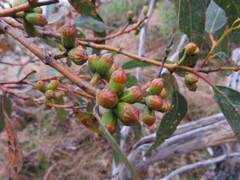 Eucalyptus phenax