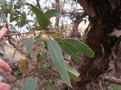 Eucalyptus phenax