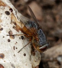 Calliphora augur