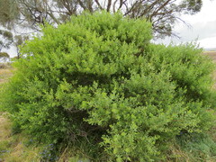 Acacia brachybotrya